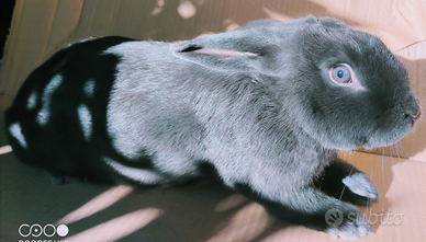 Conigli di razza blu di Vienna