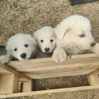 Maremmani a Francavilla Fontana - cuccioli nati i