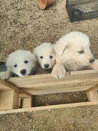 Maremmani a Francavilla Fontana - cuccioli nati i