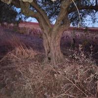alberi ulivo