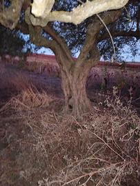 alberi ulivo