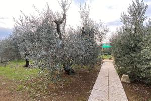 Terreno agricolo con annesso condonato Ghiaccioni