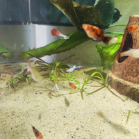 Guppy e platy