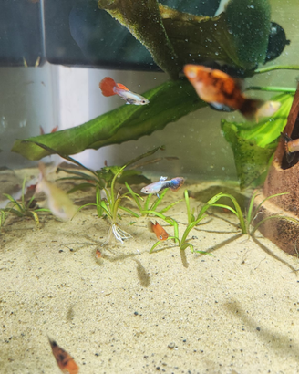 Guppy e platy