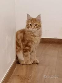 Gatti Maine Coon