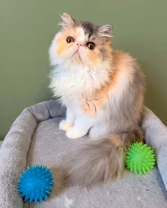 Gatti Persiani e Exotic