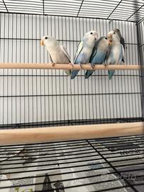 Inseparabili di 4 mesi