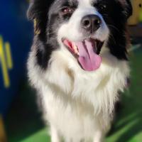 Border collie per monta