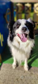 Border collie per monta