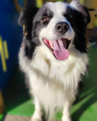 Border collie per monta