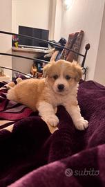 Cane maschio
