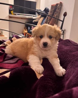 Cane maschio
