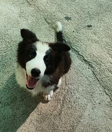 Cucciolo di Border Collie