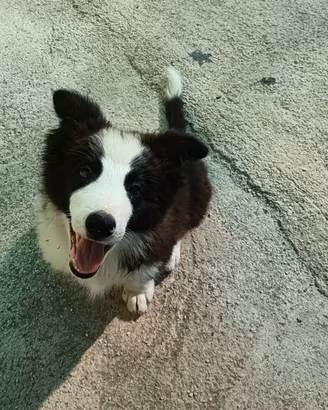 Cucciolo di Border Collie