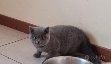 Stupendo cucciolo british shorthair pedigree anfi