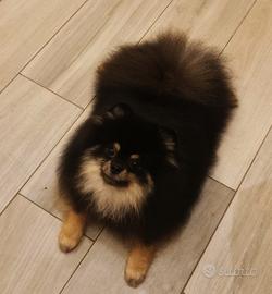 Spitz tedesco nano/Pomerania 