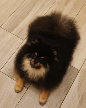 Spitz tedesco nano/Pomerania 