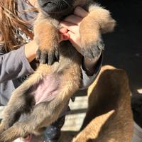 Cuccioli pastore belga malinois