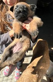 Cuccioli pastore belga malinois