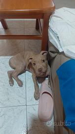 Pit Bull Red nose