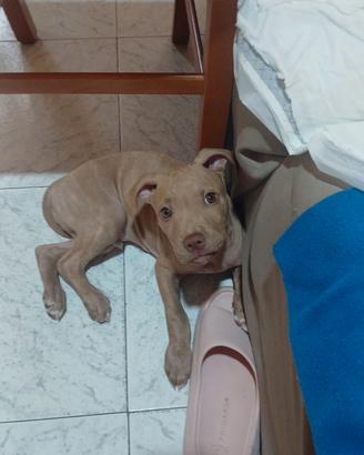 Pit Bull Red nose