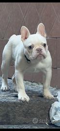 Buldog francese