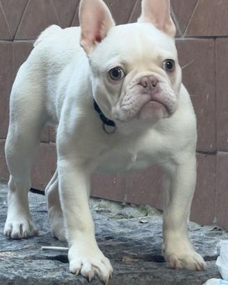 Buldog francese