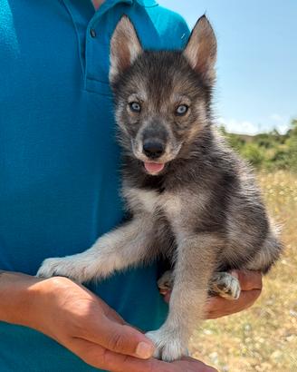 Siberian Husky con pedigree enci