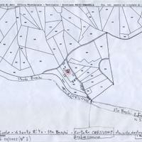 Terreno coltivato a bosco pronto da tagliare