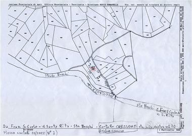 Terreno coltivato a bosco pronto da tagliare