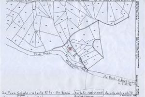 Terreno coltivato a bosco pronto da tagliare