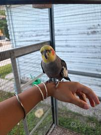 Coppia calopsiti giovani