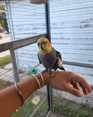 Coppia calopsiti giovani
