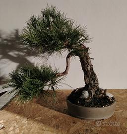 Bonsai Pino 