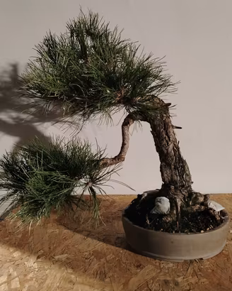 Bonsai Pino 