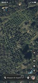 Terreno coltivato a Oliveto e bosco ceduo