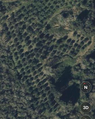 Terreno coltivato a Oliveto e bosco ceduo