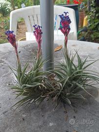 2 piante di tillandsia