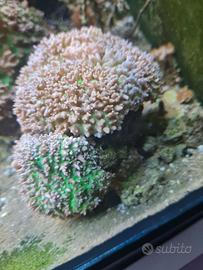 coralli vivi acquario marino 