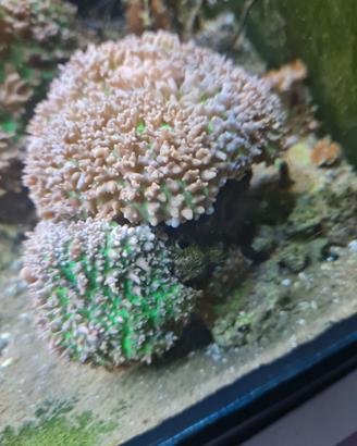 coralli vivi acquario marino 