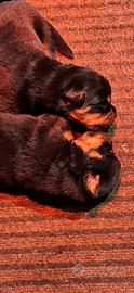 Rottweiler cuccioli disponibili