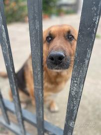 Pastore tedesco femmina vive sola e triste