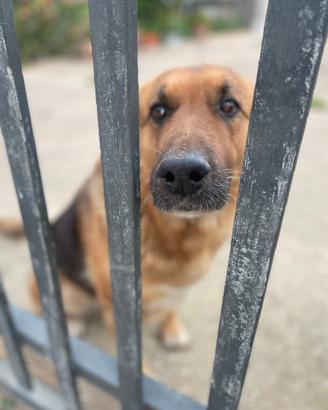 Pastore tedesco femmina vive sola e triste