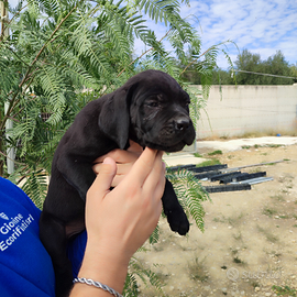 Cane corso