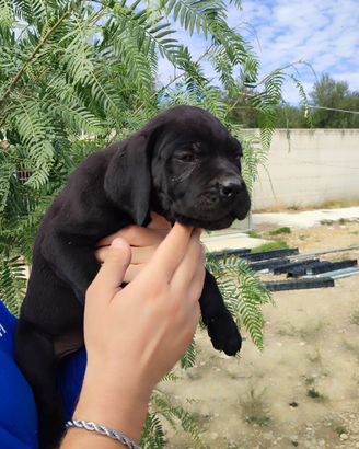 Cane corso