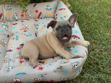Cucciola bulldog francese femmina