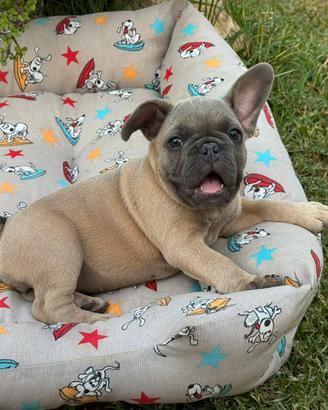 Cucciola bulldog francese femmina
