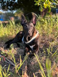Pastore belga malinois con pedigree