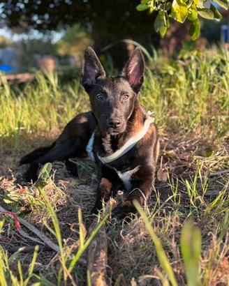 Pastore belga malinois con pedigree