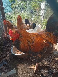 Gallo